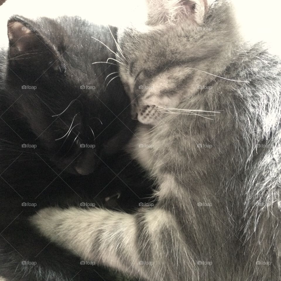 Kitten hugs