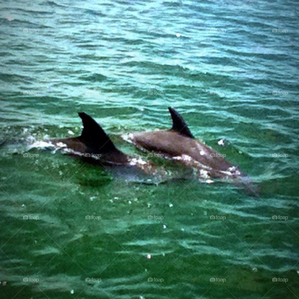 Dolphins