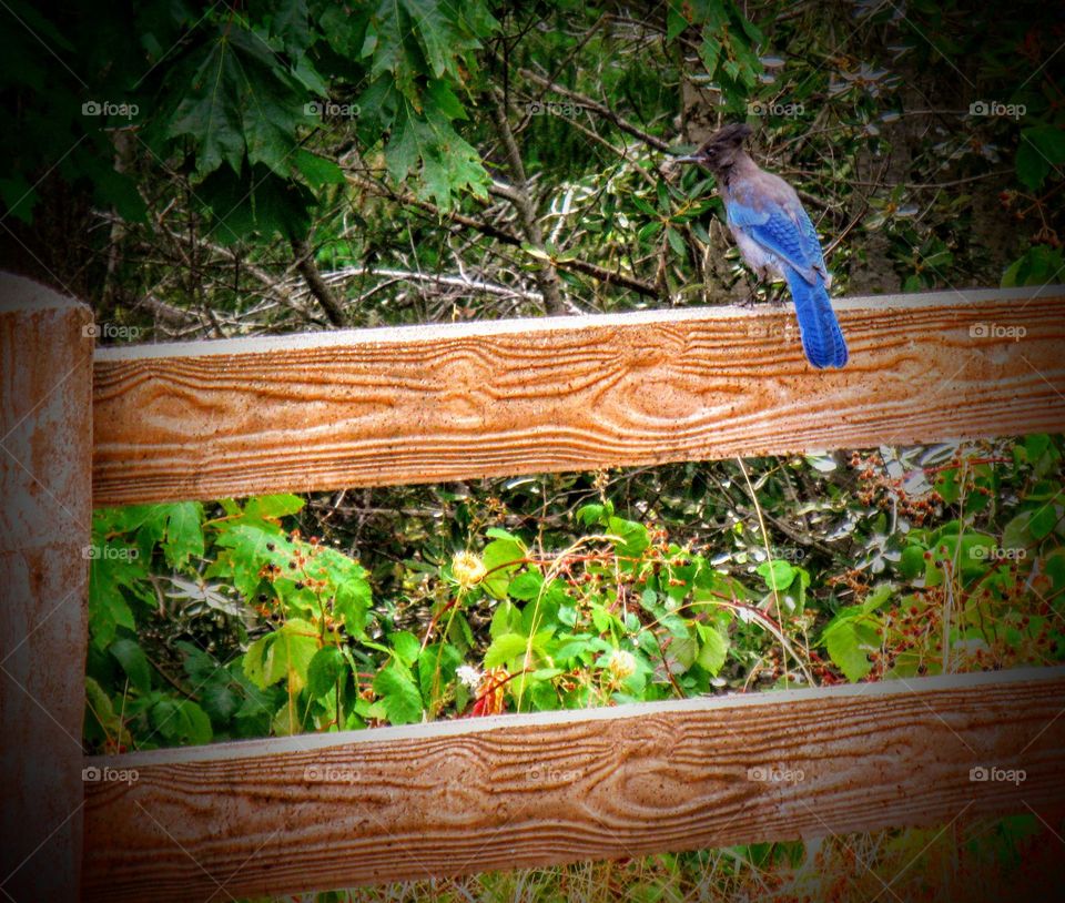 Pretty Stellar Jay Sitting on Fence "Lunchtime Friend"