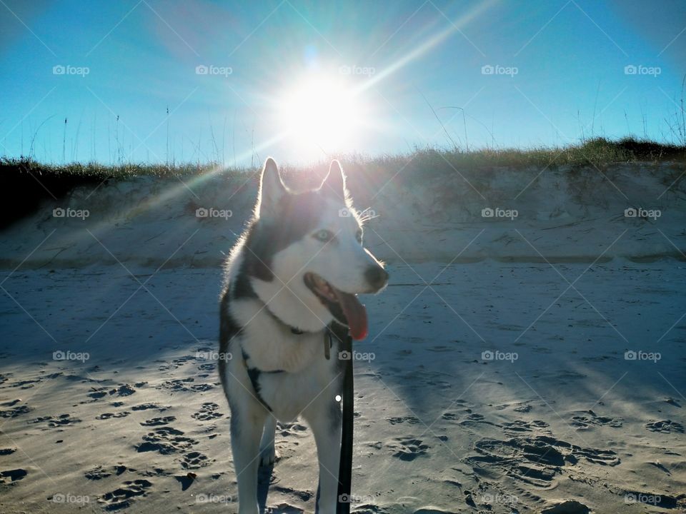 Husky in the Sun