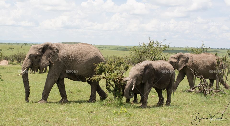 African Bush Elephant, Masai mara