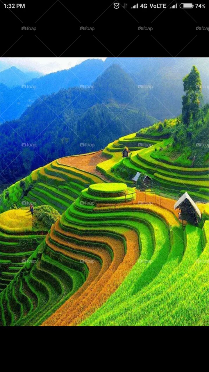 Greenish on the Hills