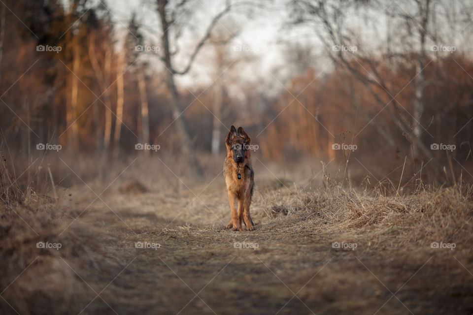 German shepherd 8-th months puppy in a spring forest