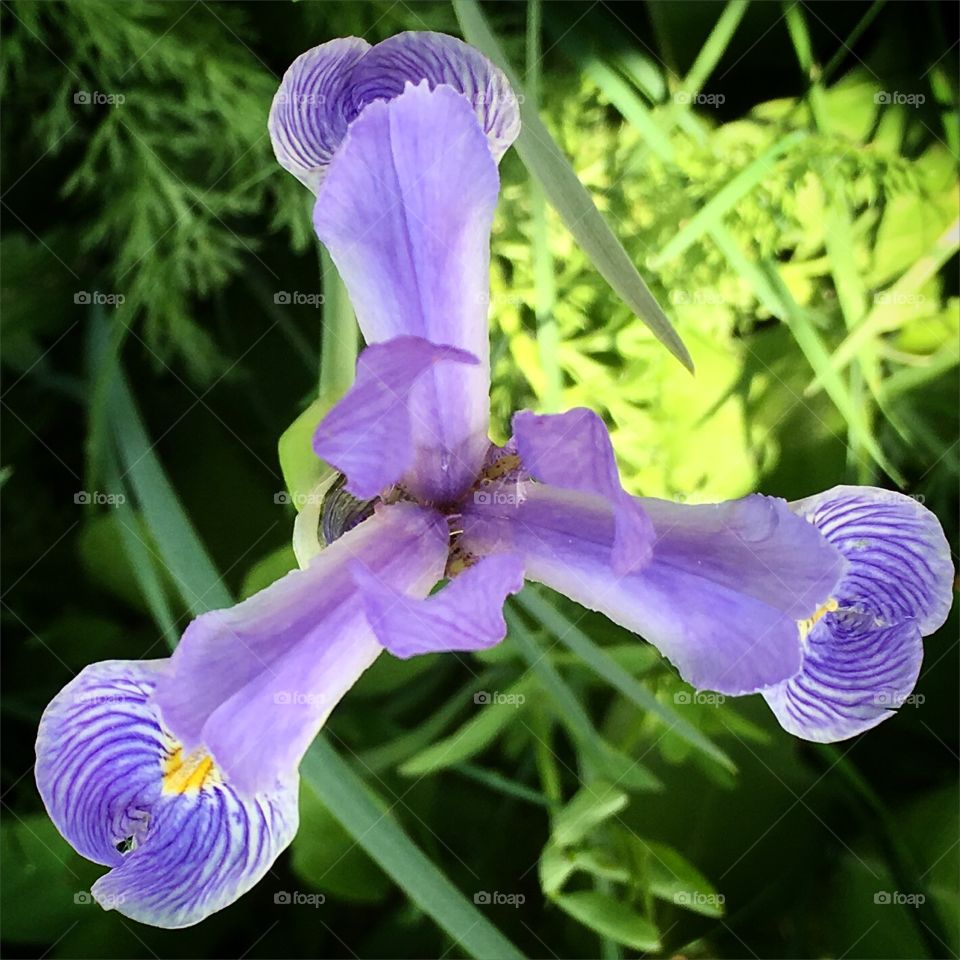 Wild iris