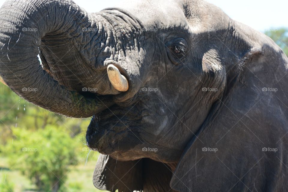 Elephant close up drinking water 