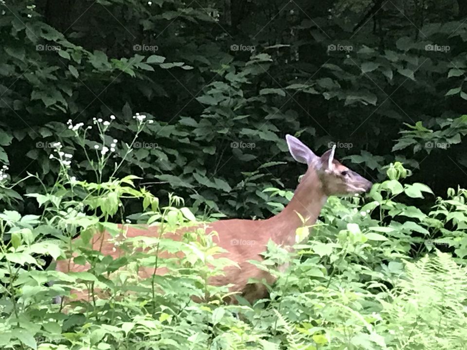 Deer in nature.