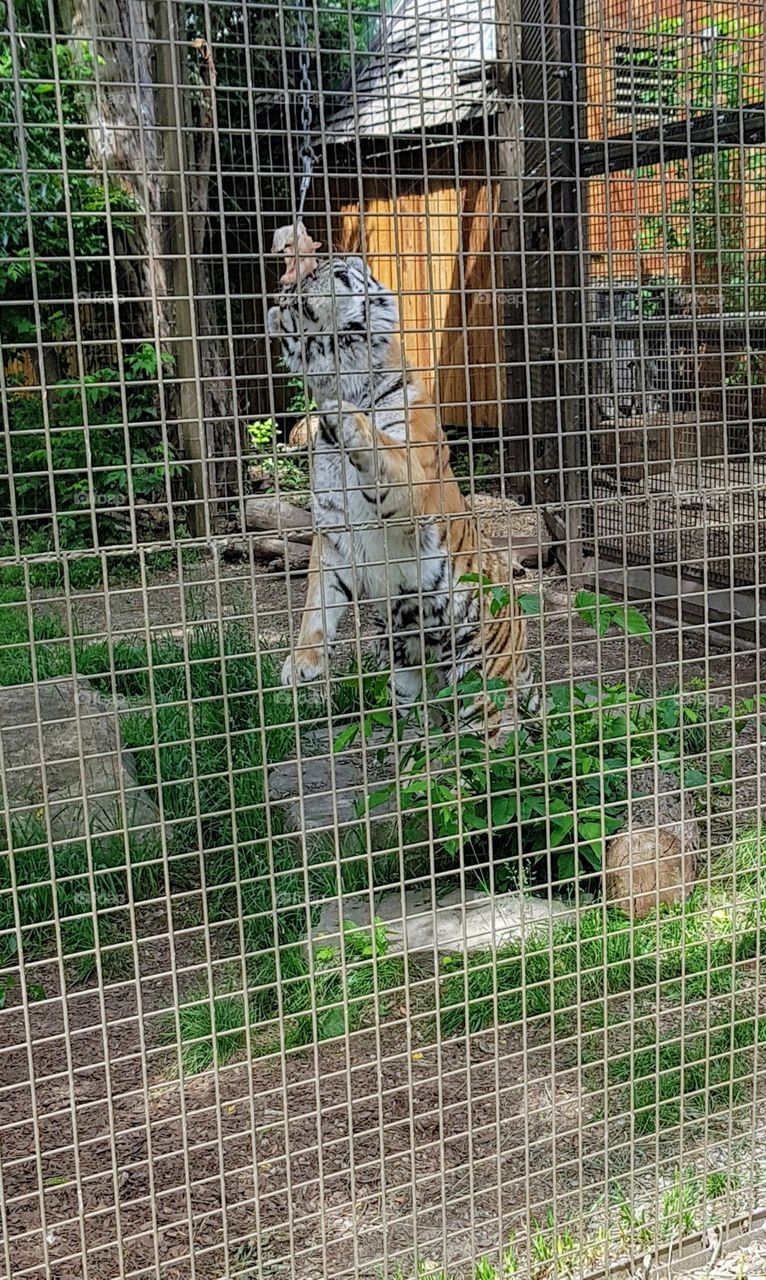 Tiger out for his daily meal at the zoo