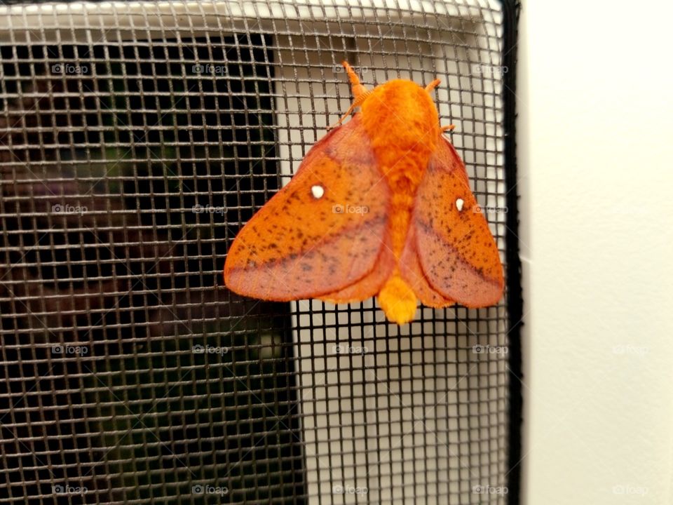 nature moth