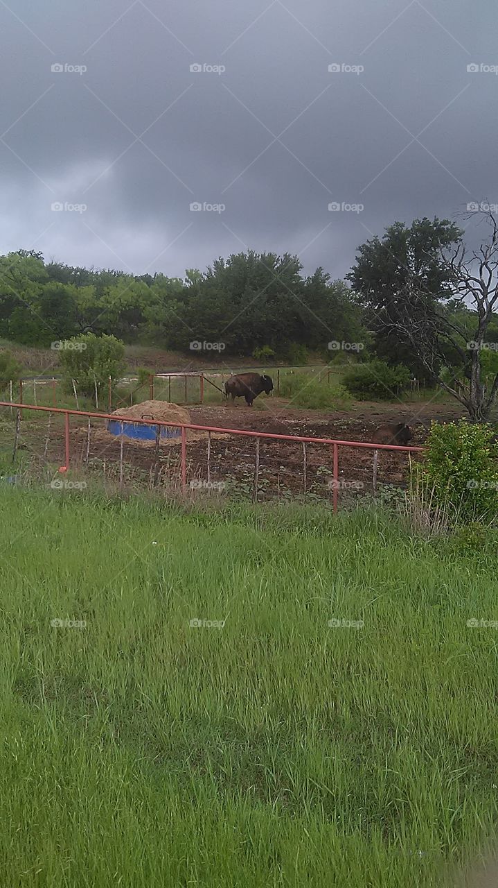 buffalo bills. i saw these bison on my way to work, they are being raised by a local farmer