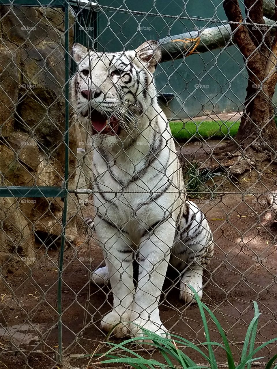 Zoo, Mammal, Animal, Wildlife, Nature