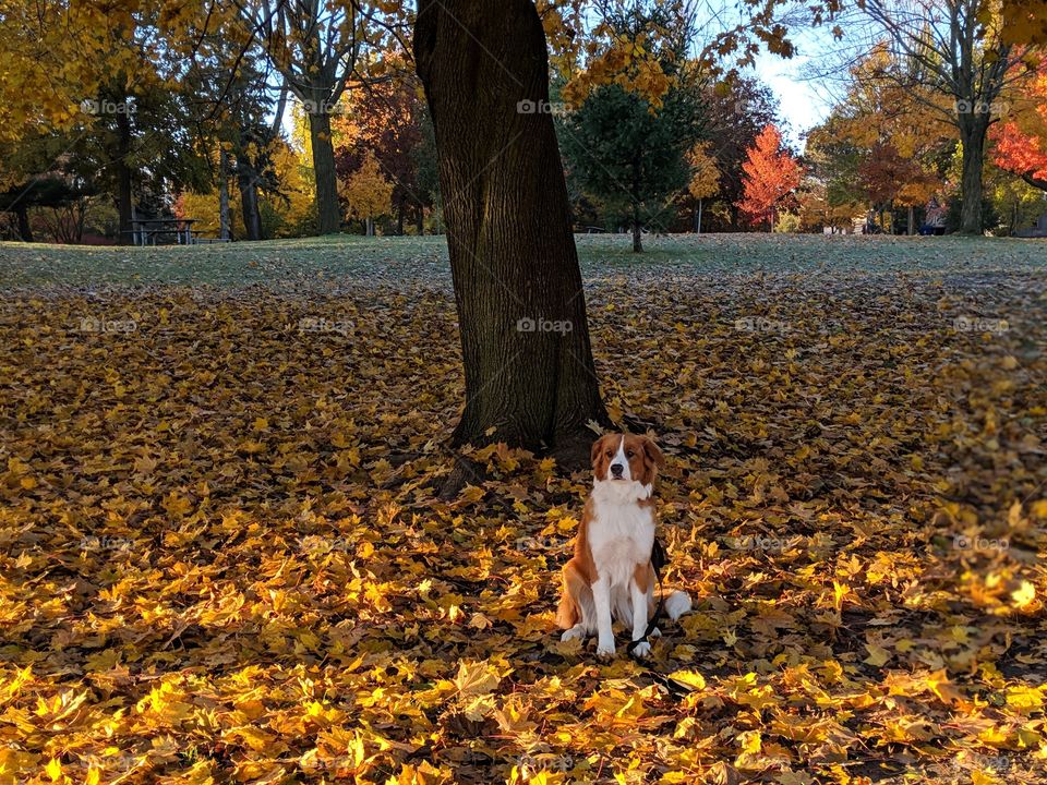 Dog in golden autumn leaves