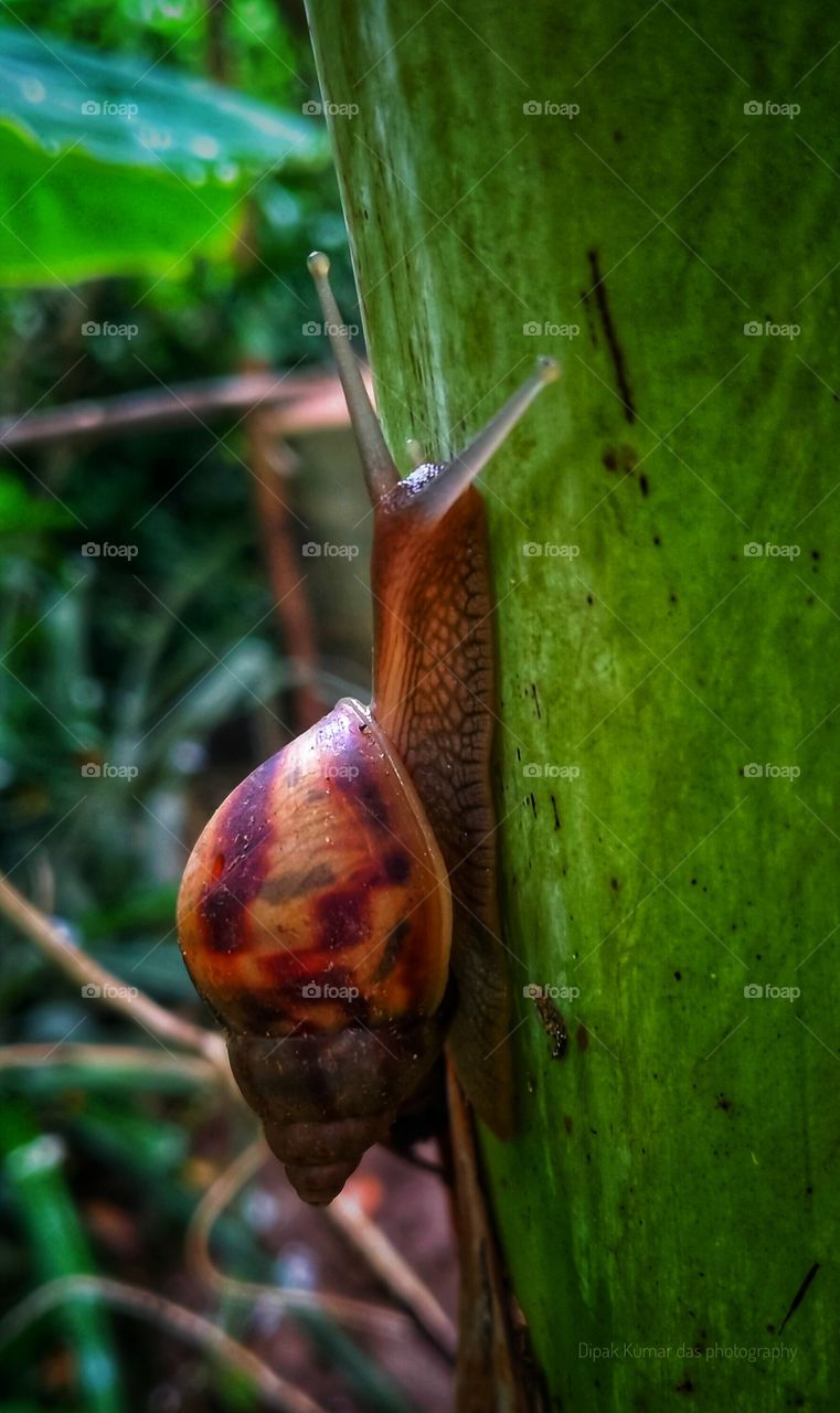 wildlife photography