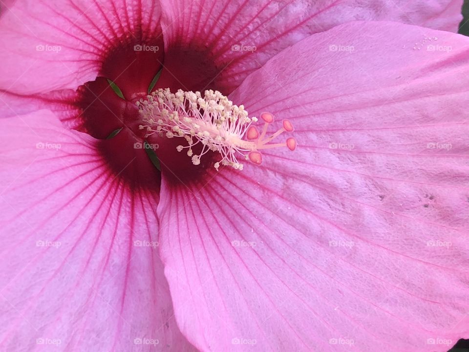 Macro photo of pink hibiscus stamen outdoor garden