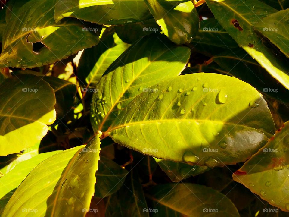 water on leaf