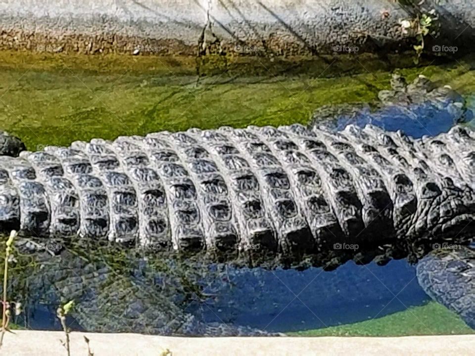 Crocodile