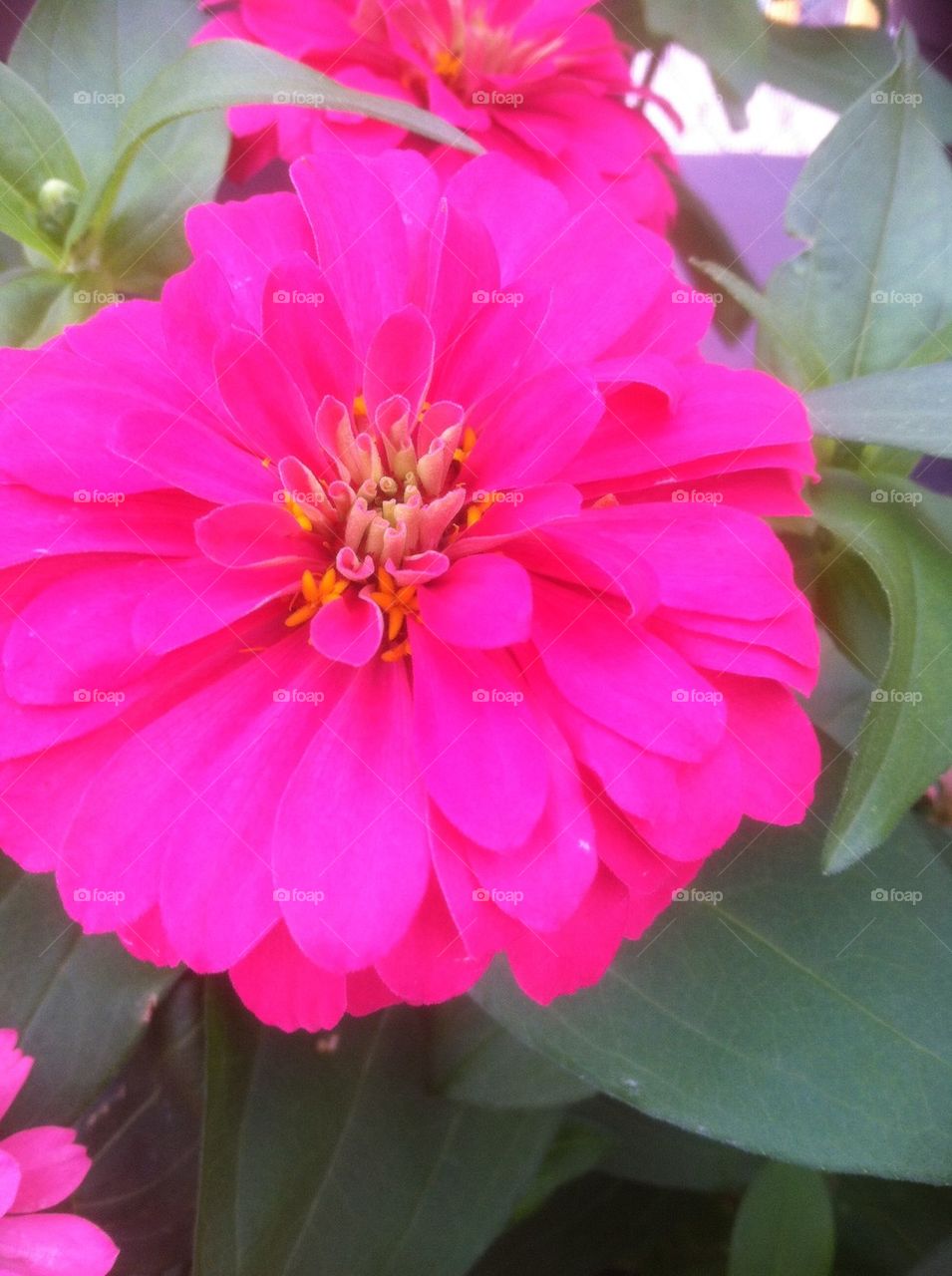 Zinnia. Bright pink flower