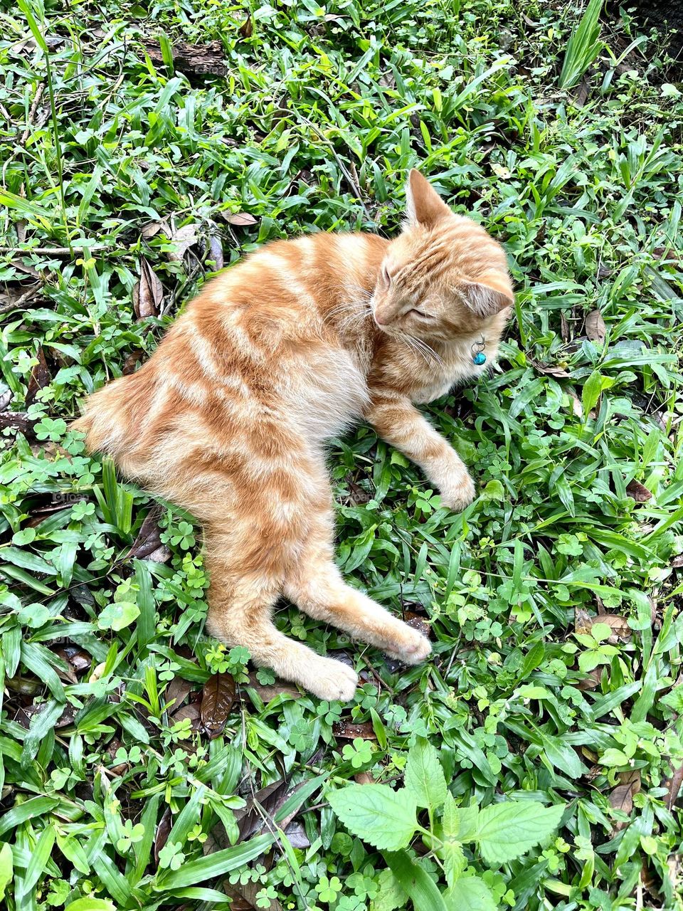 A cute orange cat sitting on the green grass
