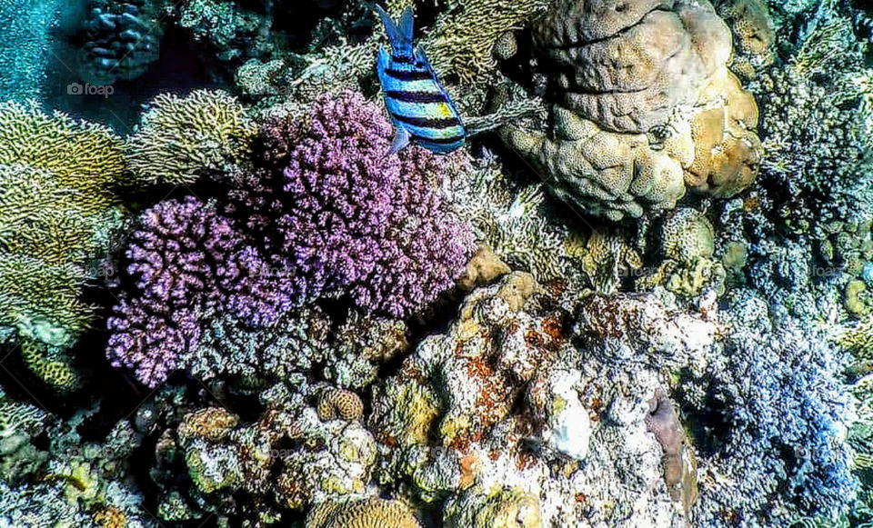 My first underwater shot in the Red Sea. Israel, Eilat, October, 2019.