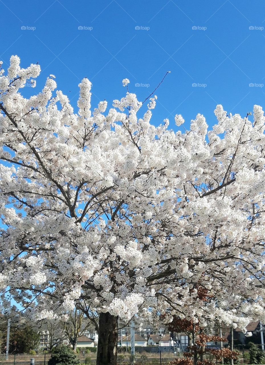 cerisiers en fleurs en Normandie