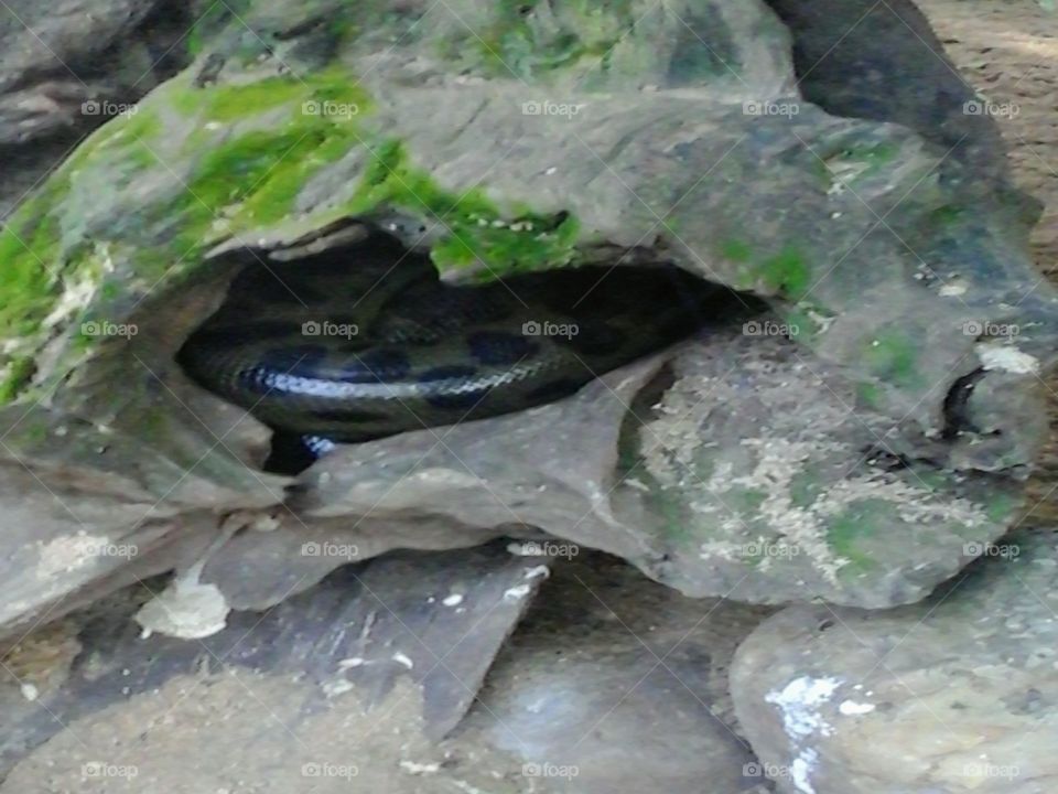 Cobra in side a cave