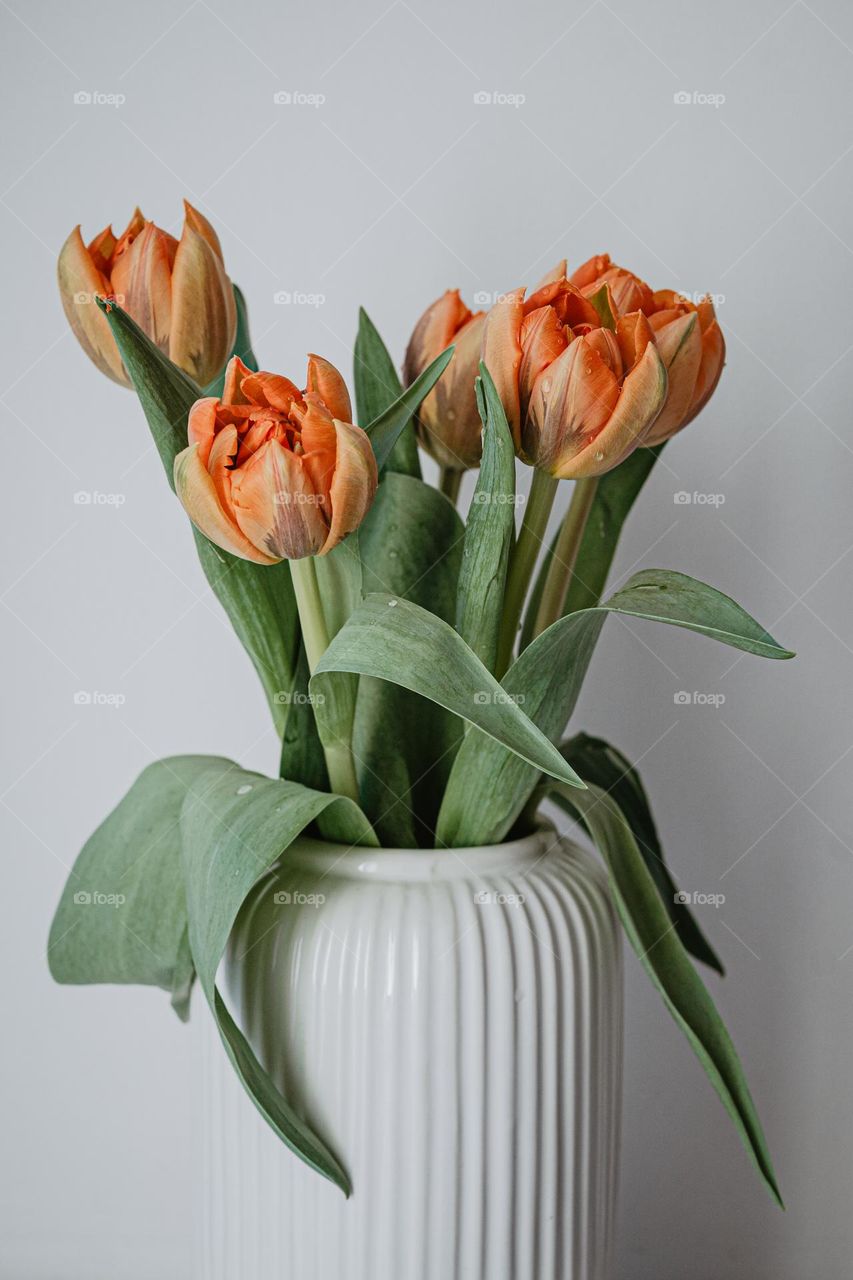 beautiful orange tulips in a minimal white vase, spring season