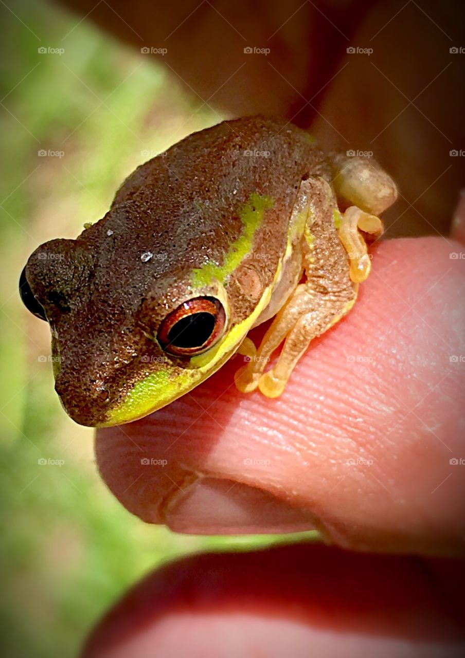 Frog Eye