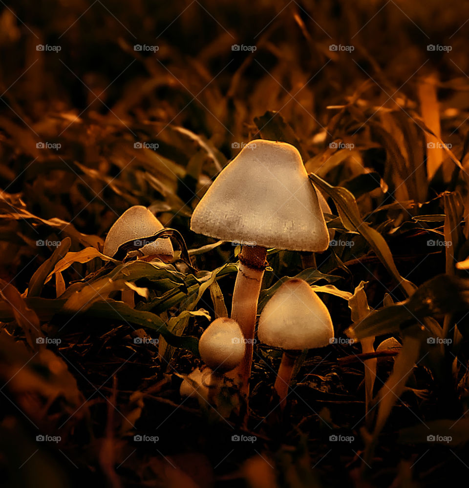mushroom with grass
