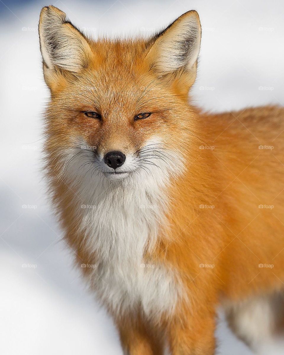 BEAUTIFUL FOX