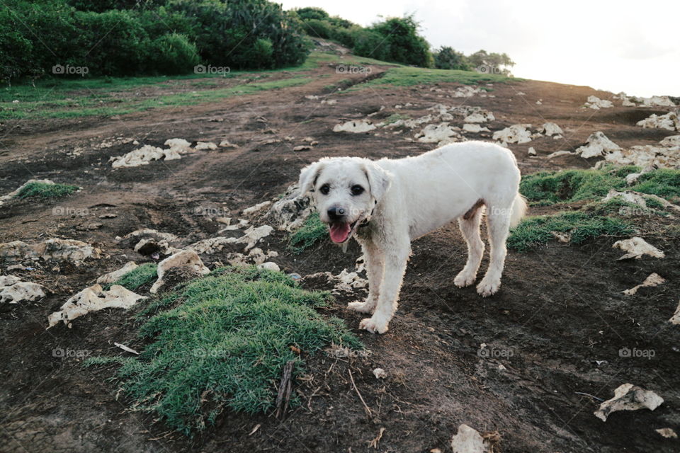 No Person, Nature, Mammal, Outdoors, Dog