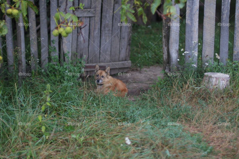 Dog in the village 