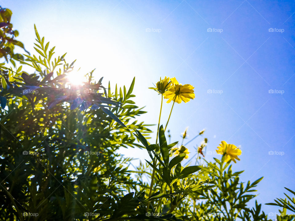 I'am taking this photo when the flower are blooming. The name is cosmos sulphureus flower. My mom planting that flower to make our home yard more beauty.