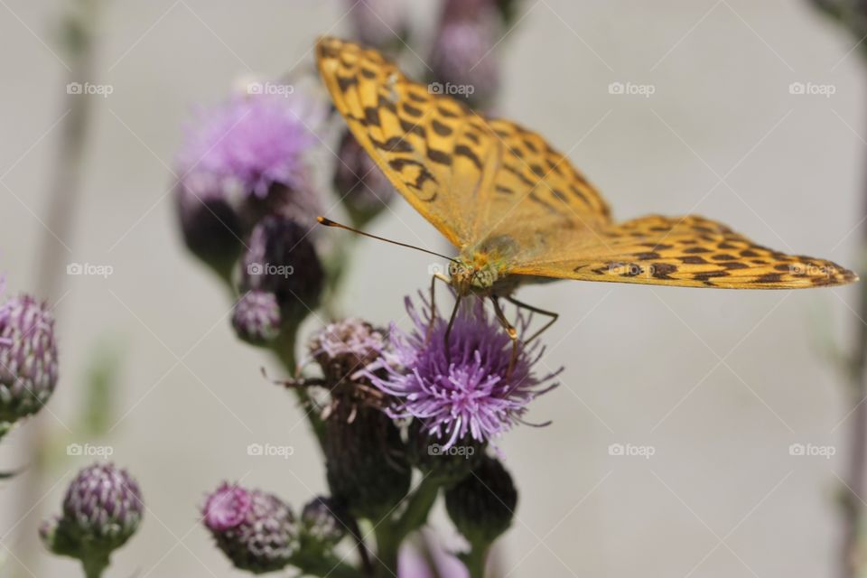 Butterfly feeding from flower