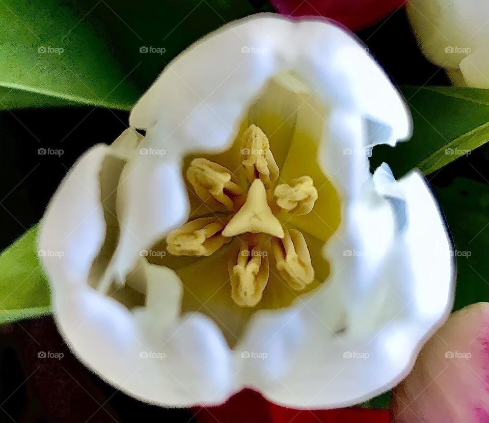 White tulip’s pistil