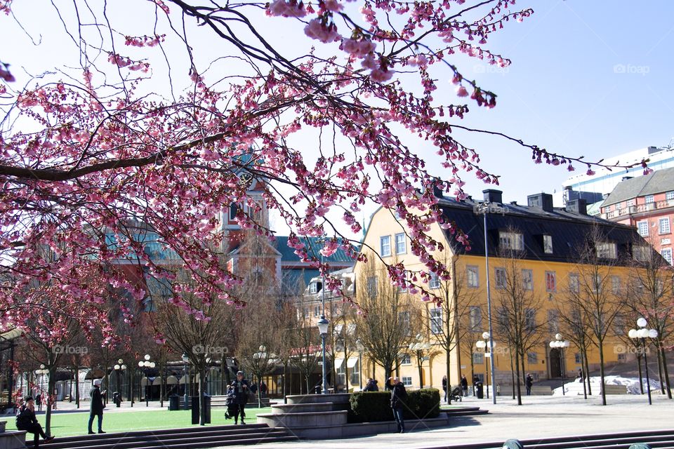 Japanese cherry blossom in Kungsträdgården, Stockholm, Sweden