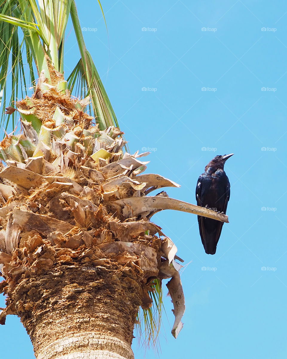 Bird on a palm tree