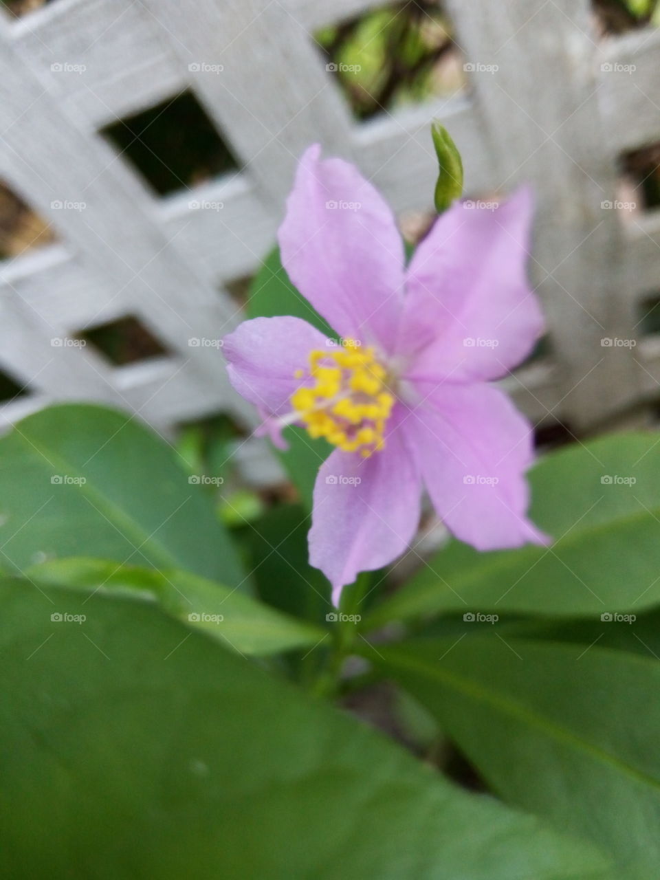 Nature, Leaf, Flower, Flora, No Person