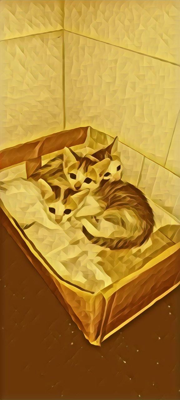 CAT love