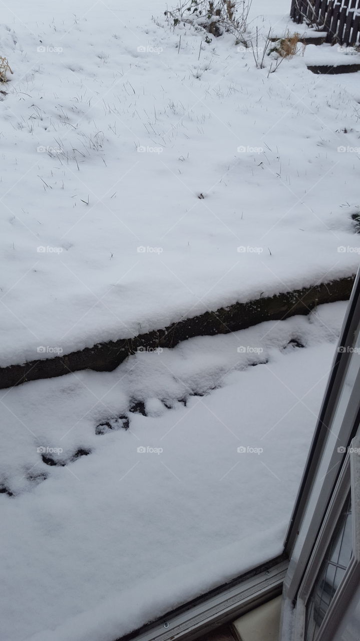 garden after beast from the east