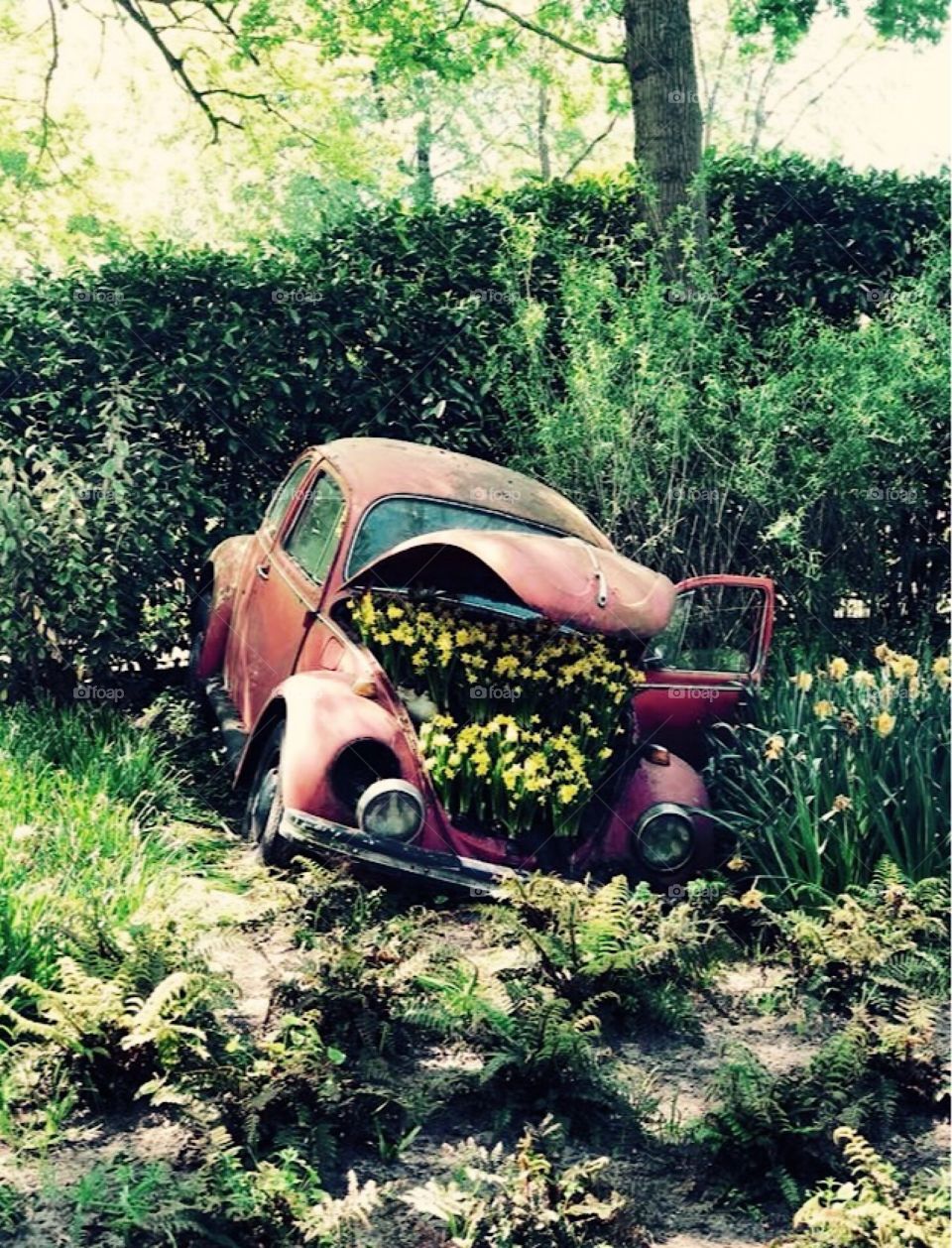 Amsterdam - red Volkswagen Beetle crashed with yellow daffodils 