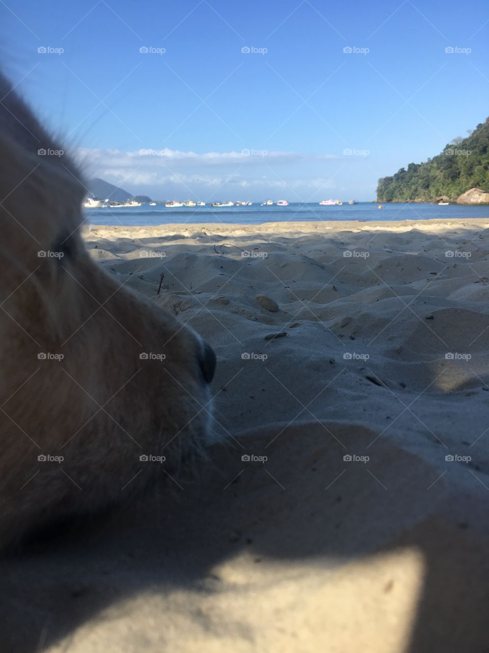 Beach Golden Retrivie dog 