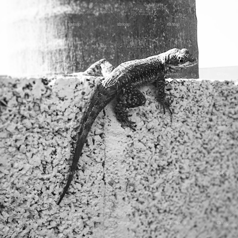 Ops: invasão de #calangos!
Os #lagartos estão fazendo a festa por aqui.
🦎 
#Natureza #Fotografia #PB