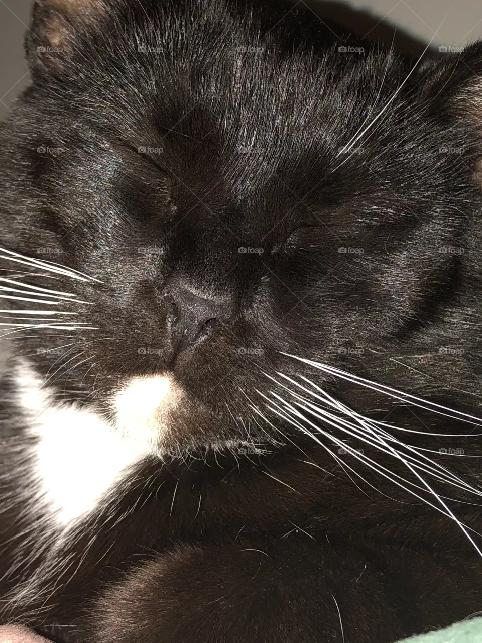 Sleepy Poe 