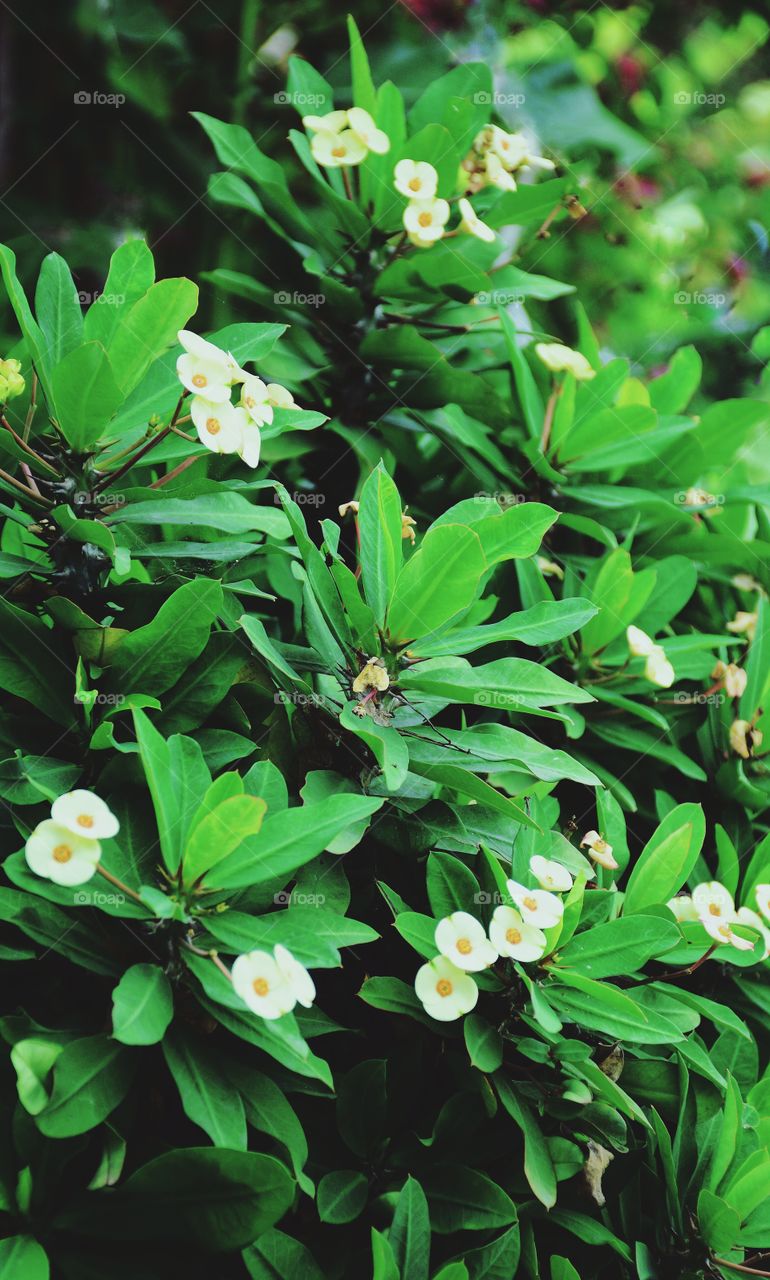 Poi sian flowers blooming with green leaves background  in the garden