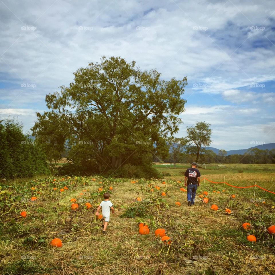 Picking pumpkins. Picking pumpkins at the Amish farm
