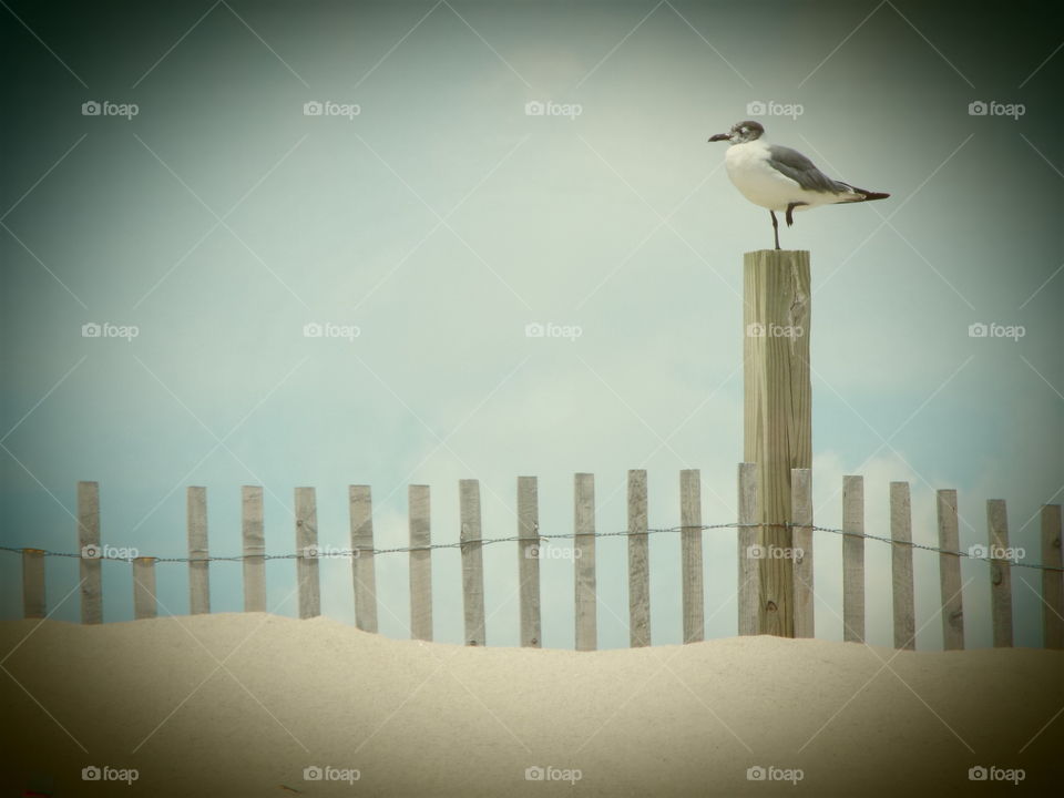 Seagull solitaire