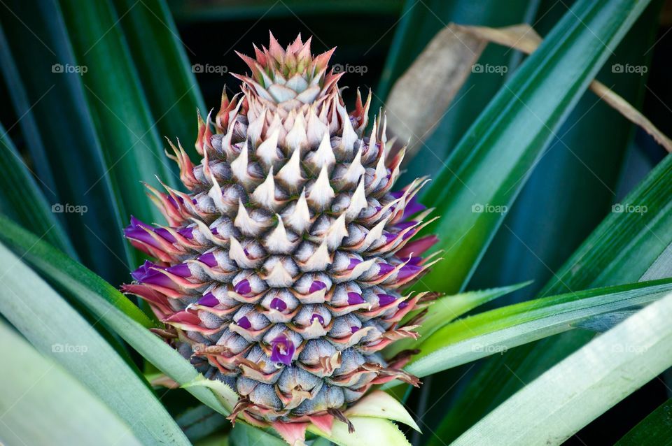 Creating a pineapple