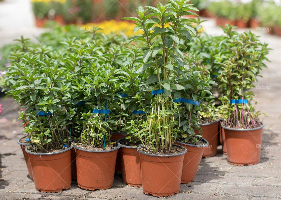 Plants in the pots