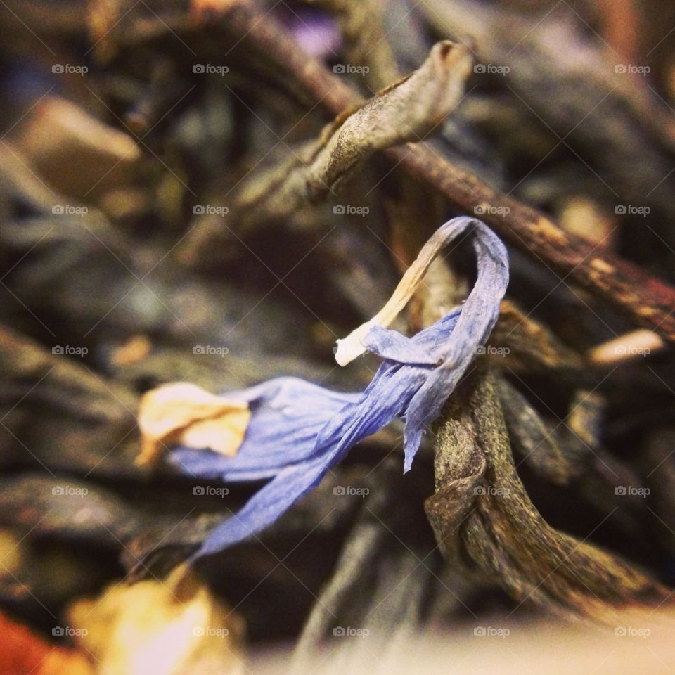 Flowering tea macro close up 