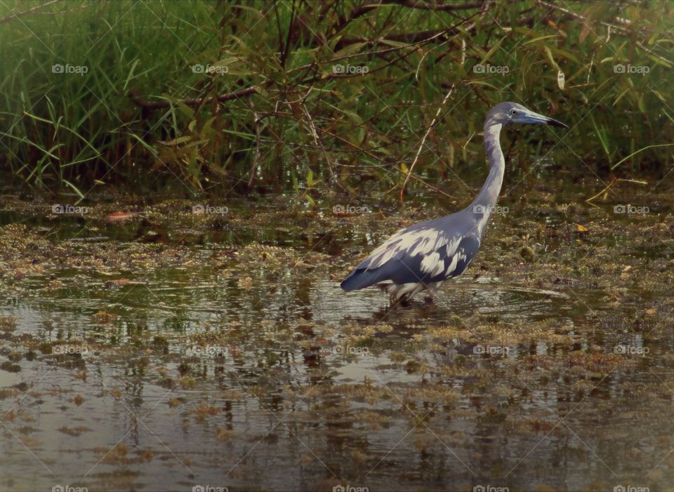 Elegant little blue heron transitioning from white to blue creating a cloudy sky appearance.