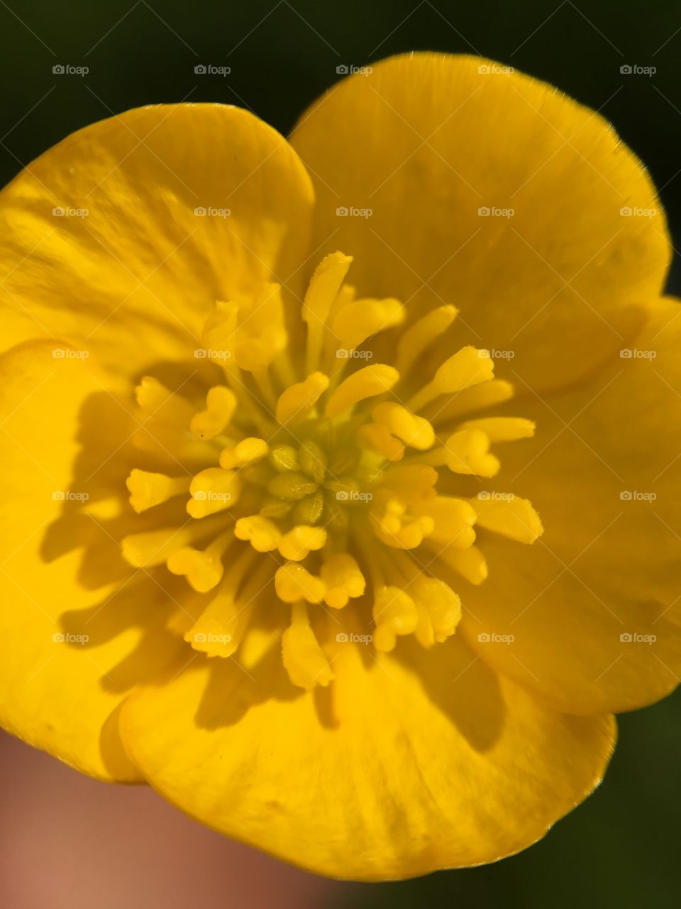 Close up of centre of buttercup 
